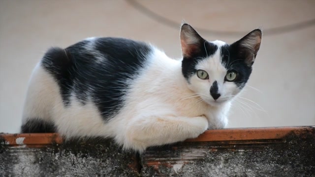 Caring for Your Cat: Tips & Tricks