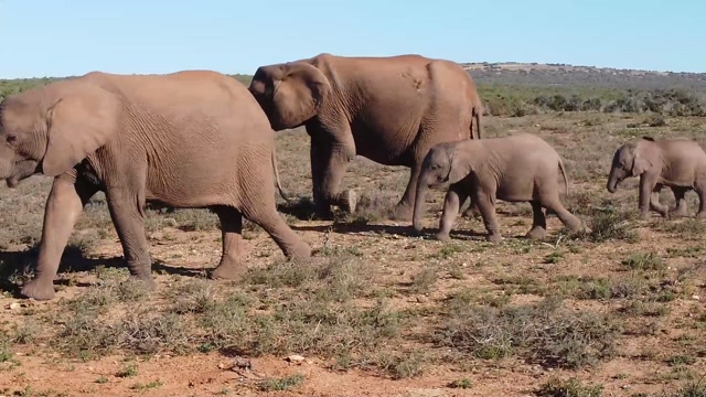Majestic Elephants: Giants of the Wild