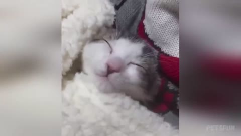 Funny Animal Videos Part 1