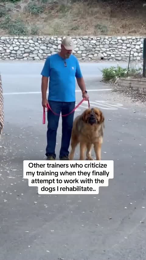 How Force Free Trainers Act Around Dogs That Actually Need Help..