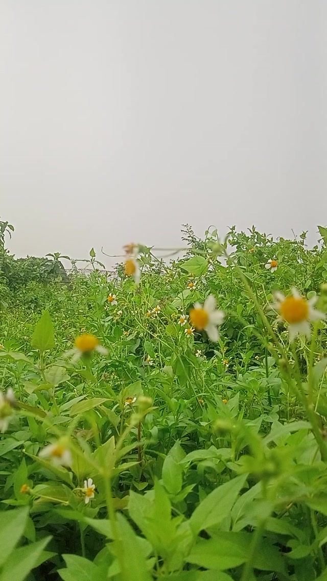 Natural virul video