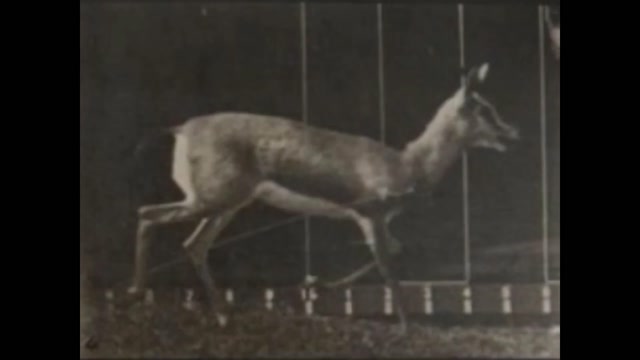 Antelope Trotting (1887) Eadweard Muybridge