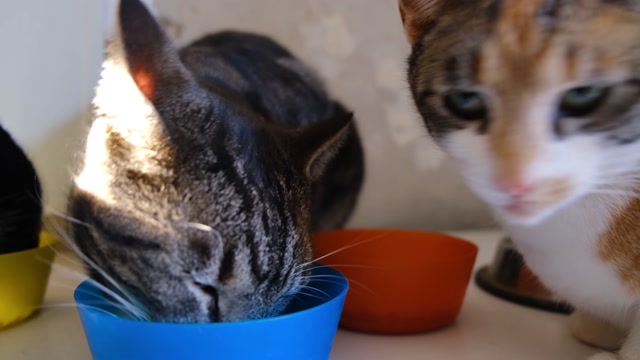 The Perfect Guide to Caring for Your Cat