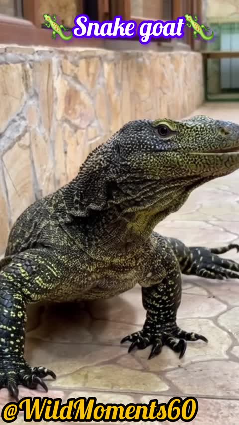 Amazing Monitor Lizard in the Wild – WildMoments Short🐊🐊