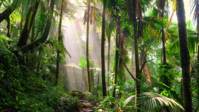 Rainforest Jungle Ambient Sounds 10 Hours! - THE LONGEST VIDEO ON MY CHANNEL HISTORY!