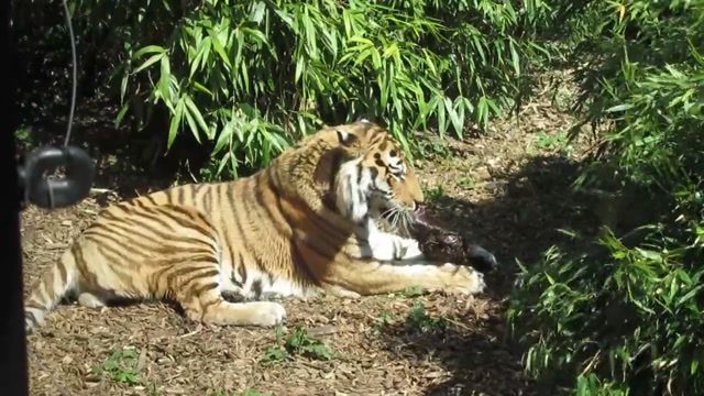 Lions: Guardians of the Grasslands