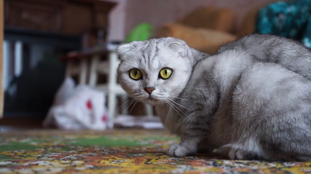 Caring for Your Cat Made Easy