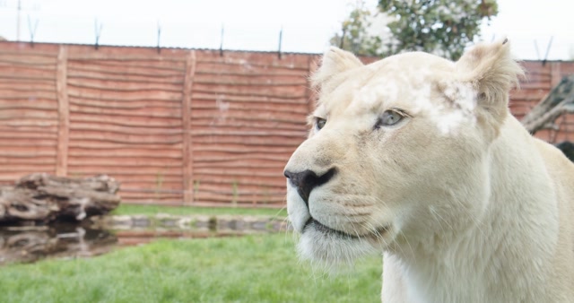 Majestic Lions: Strength and Pride