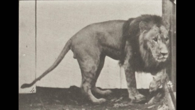 Lion Walking and Turning Around 3 (1887) Eadweard Muybridge