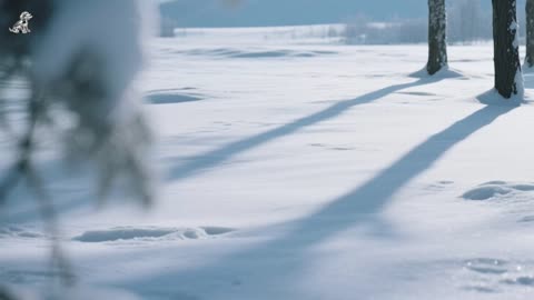 #I #Wish #I #Was: La #melancolía del deseo en clave #minimalista