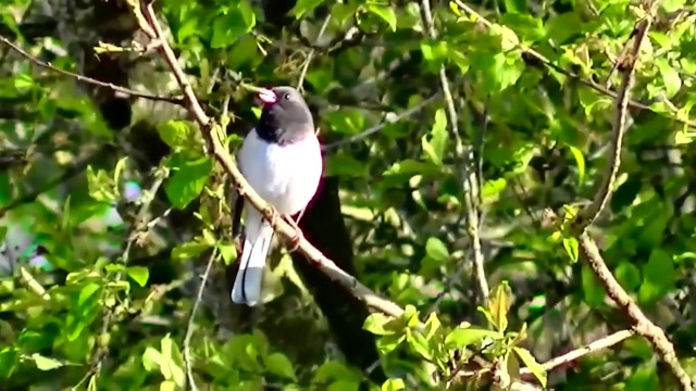 IECV NV #21 - 👀  Black Eyed Junco 4-24-2014