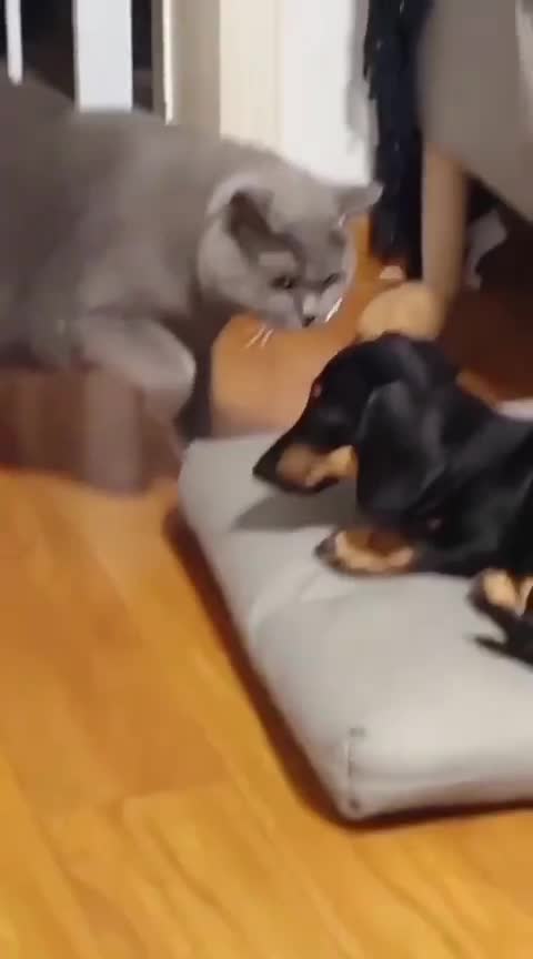 compilationanimalfunny