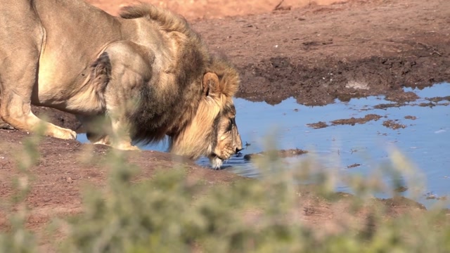 Lions: Majestic Predators of the Wild