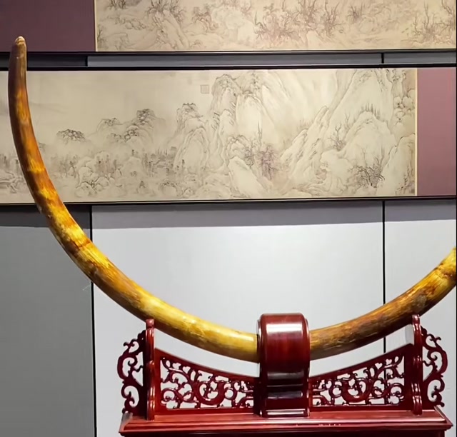 Mammoth Ivory: Golden-Skinned Deciduous Teeth — Matched Pair