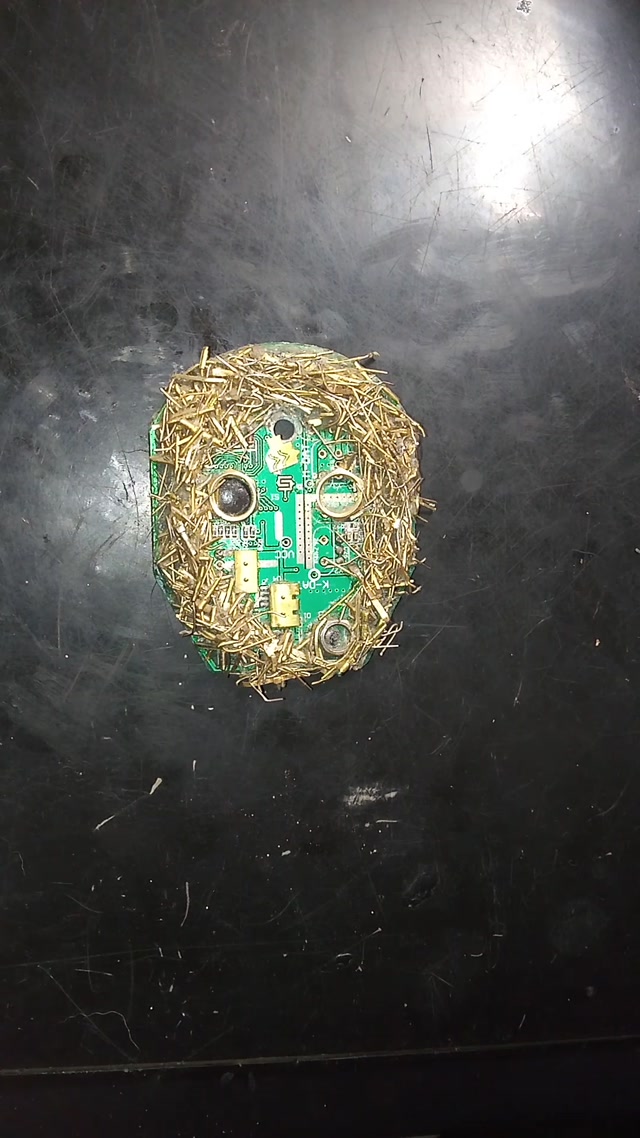 Ewaste dating tips : What is Lion mating strategy ?