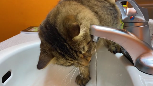 Keeping Your Cat Happy and Thriving