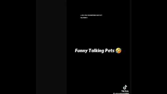Funny cats talking