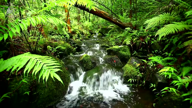 🎧 Relaxing Water Stream & Jungle Sounds Rainforest Nature Sound For Meditation Spa & Relaxation