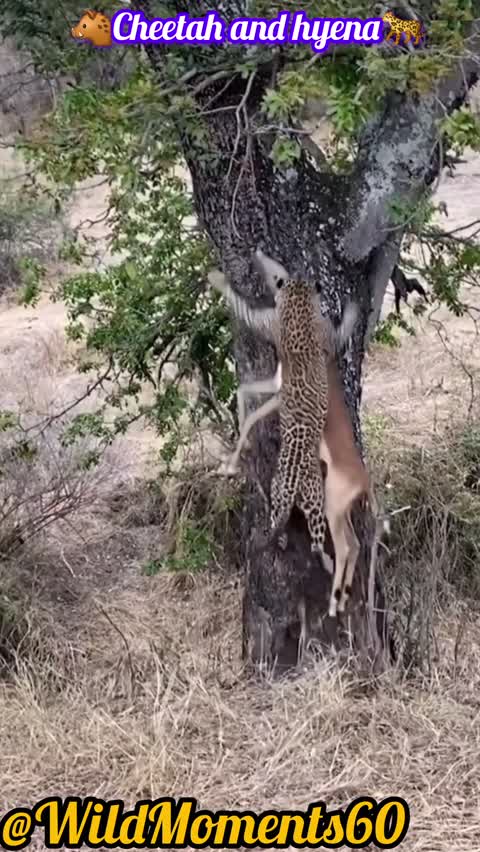 Cheetah Carrying Its Prey Into a Tree | Rare Wildlife Survival Behavior🐆🐆