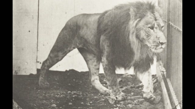 Lion Walking (1887) Eadweard Muybridge