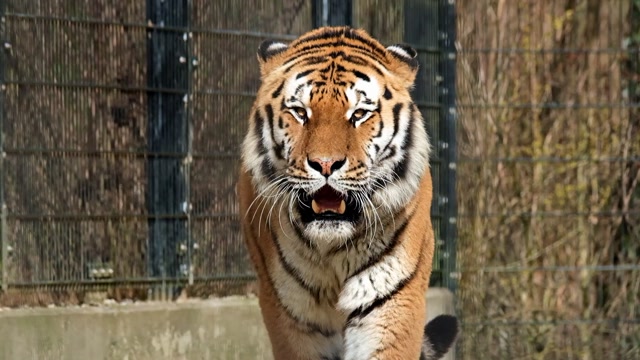 Lions: Kings of the Savanna