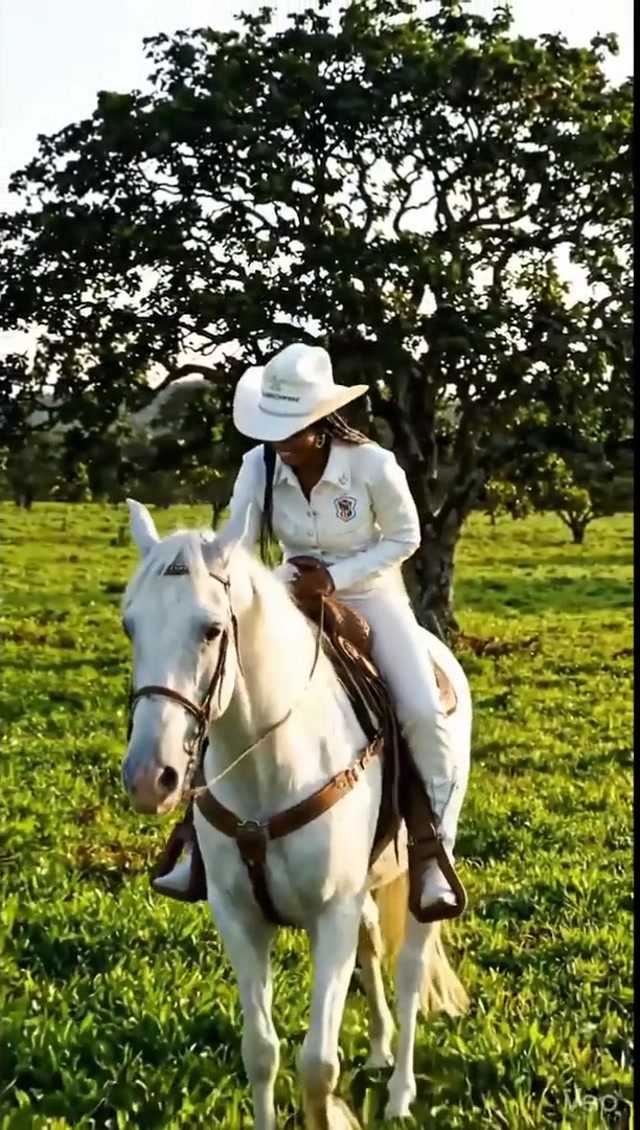 COLHENDO CAJÚ SILVESTRE