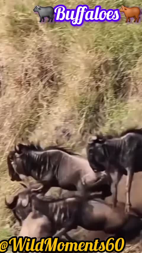 Lion Hunts Buffalo Herd in the Wild | Nature Documentary Short🦬🦬