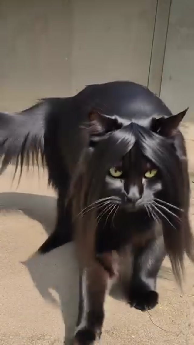 Flynnfaris Ai Creator - This cat has better hair than every human alive and it knows