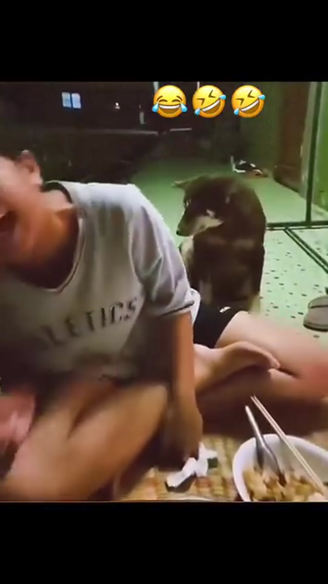 Smilling dog
