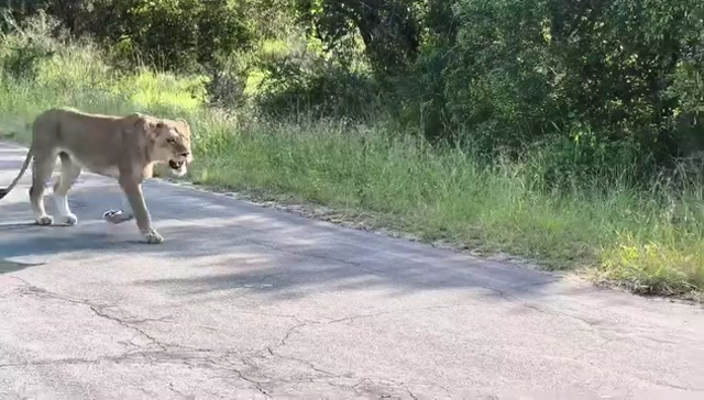 Experience the Green Beauty of Kruger with Wild Planet Safari