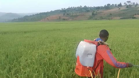 Supplying rice