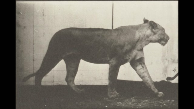 Lioness Walking (1887) Eadweard Muybridge