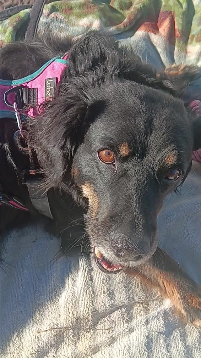 Lulu looking to play