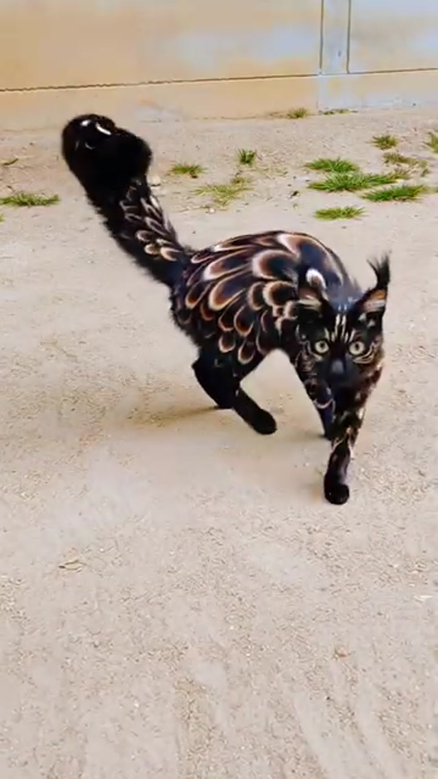 Black fire_ golden feathers_ horn tufts and a tail curled lik