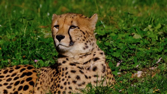 Lions: Majestic Kings of the Wild