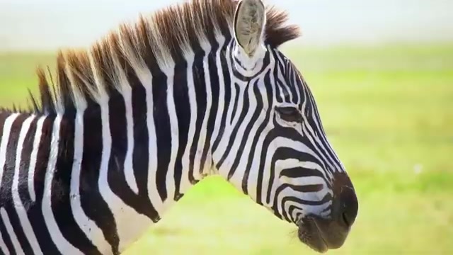 Great Safari with Shadows of Africa: Explore Tanzania’s Wildlife Wonders