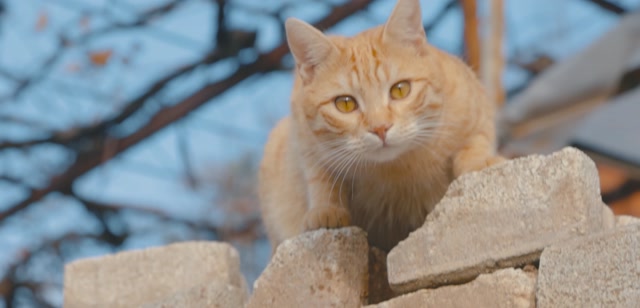 Caring for Your Cat Every Day